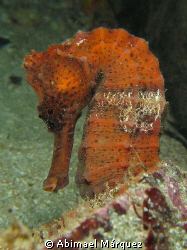 Seahorse by Abimael Márquez 